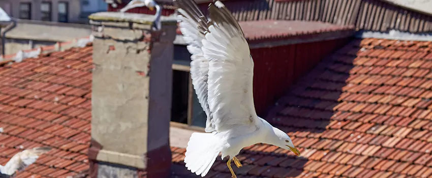 Residential Chimney Animal Removal Solution in Andover, MN
