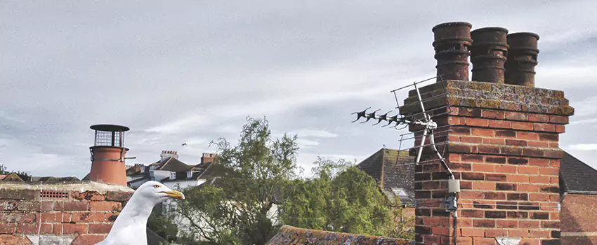 Chimney Cleaning And Restoration in Andover, Minnesota